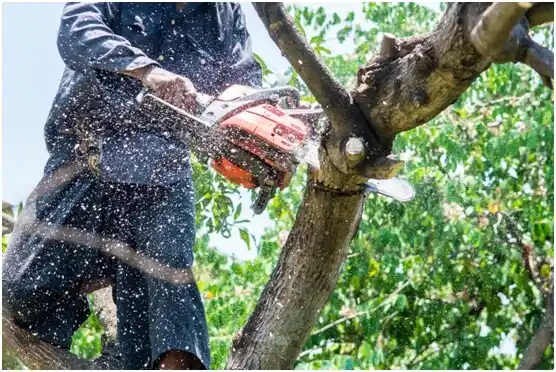 tree services West Reading